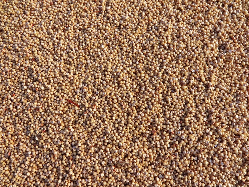 sorghum, jowar, grains