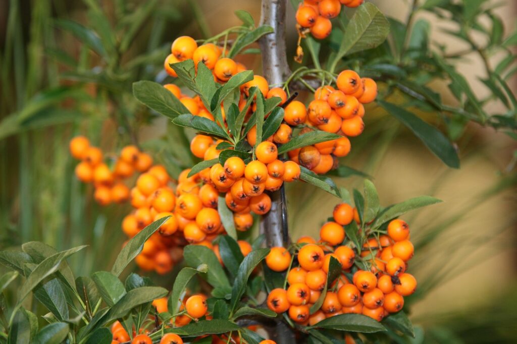 fruit, sea buckthorn, nature