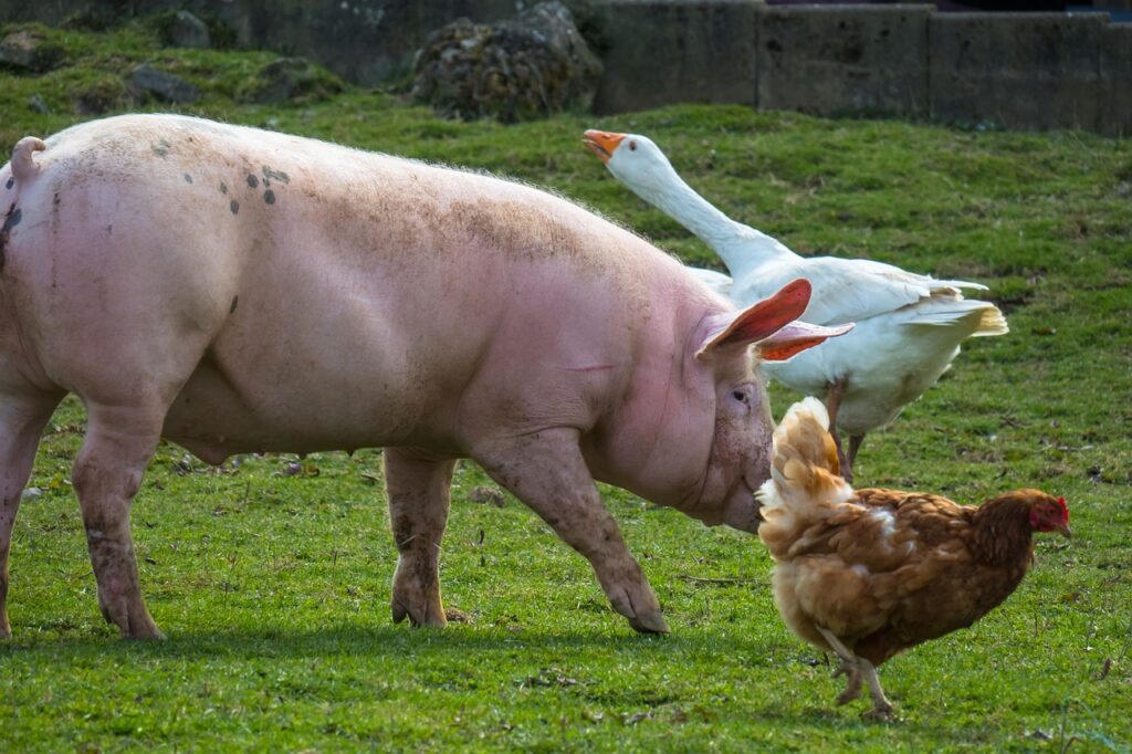 pig, chicken, goose