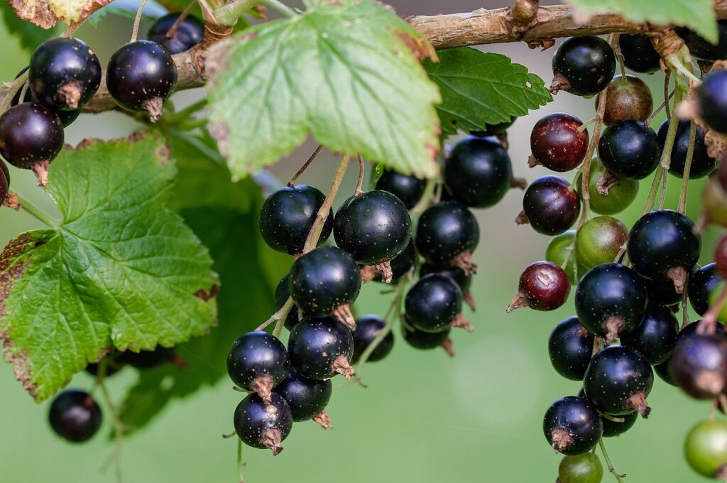 currant, black, black currants